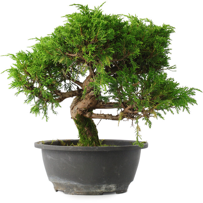 Juniperus chinensis Itoigawa, 24,5 cm, ± 15 jaar oud