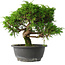 Juniperus chinensis Itoigawa, 24,5 cm, ± 15 jaar oud