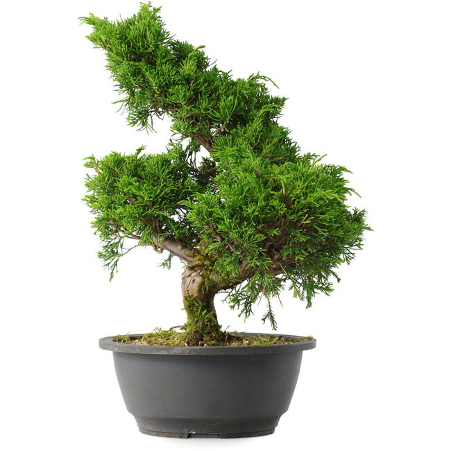 Juniperus chinensis Itoigawa, 31,5 cm, ± 15 ans