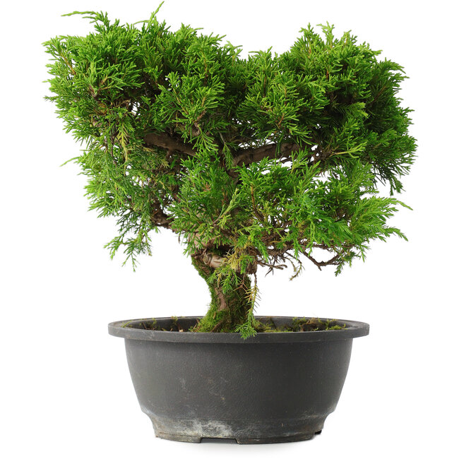 Juniperus chinensis Itoigawa, 24,5 cm, ± 15 ans