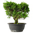 Juniperus chinensis Itoigawa, 24,5 cm, ± 15 ans