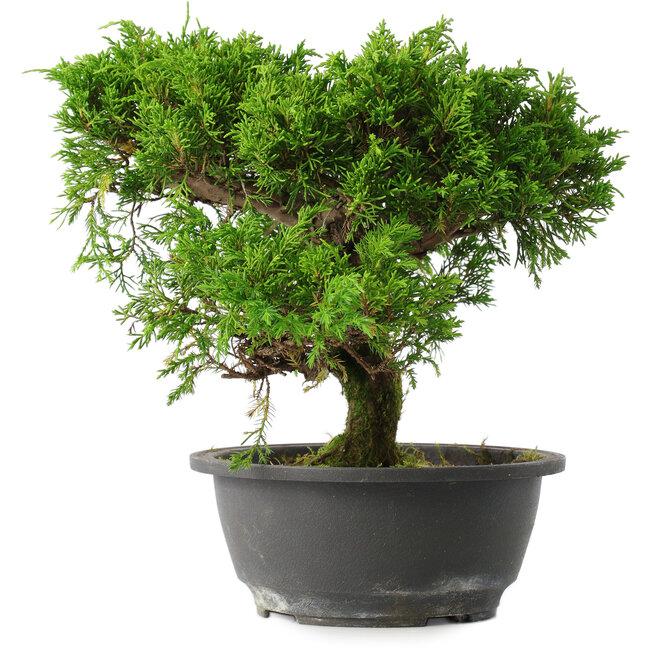 Juniperus chinensis Itoigawa, 24,5 cm, ± 15 years old