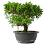 Juniperus chinensis Itoigawa, 24,5 cm, ± 15 jaar oud