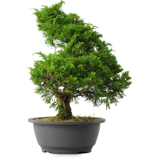 Juniperus chinensis Itoigawa, 31,5 cm, ± 15 años