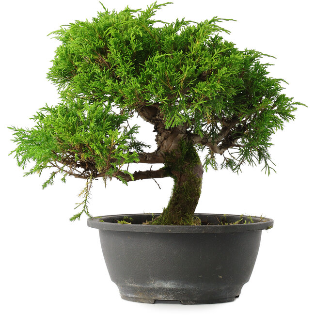Juniperus chinensis Itoigawa, 24,5 cm, ± 15 ans