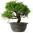 Juniperus chinensis Itoigawa, 24,5 cm, ± 15 jaar oud