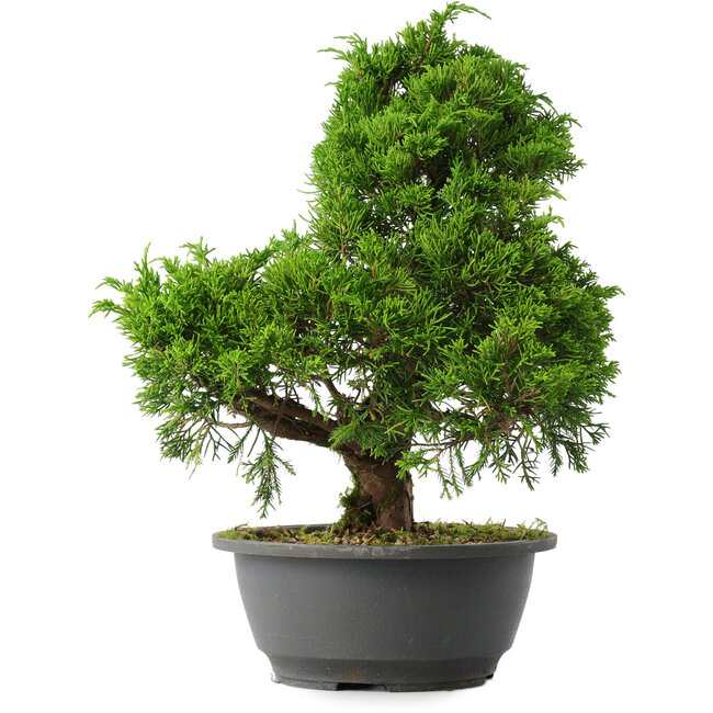 Juniperus chinensis Itoigawa, 31,5 cm, ± 15 Jahre alt