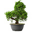 Juniperus chinensis Itoigawa, 31,5 cm, ± 15 jaar oud