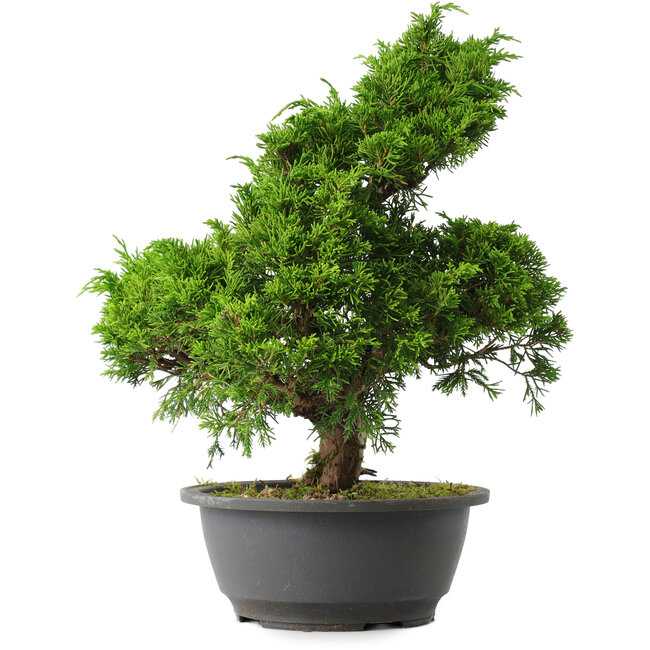 Juniperus chinensis Itoigawa, 31,5 cm, ± 15 Jahre alt