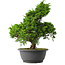 Juniperus chinensis Itoigawa, 31,5 cm, ± 15 jaar oud
