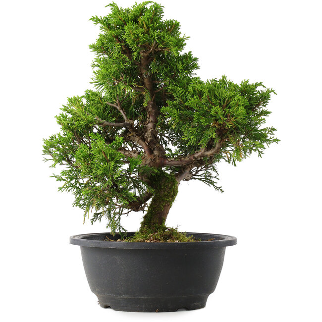 Juniperus chinensis Itoigawa, 30 cm, ± 15 jaar oud