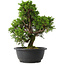 Juniperus chinensis Itoigawa, 30 cm, ± 15 jaar oud