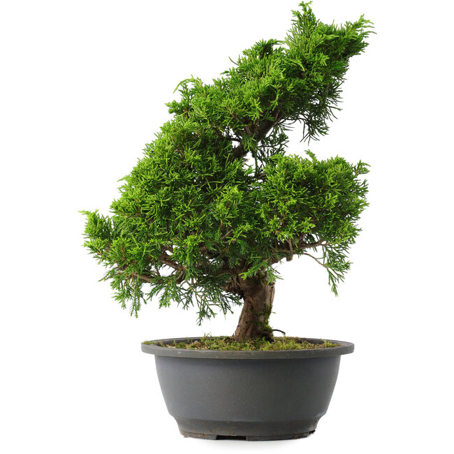 Juniperus chinensis Itoigawa, 31,5 cm, ± 15 ans