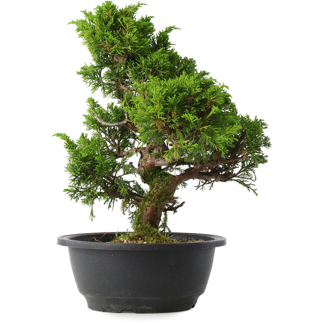Juniperus chinensis Itoigawa, 30 cm, ± 15 ans