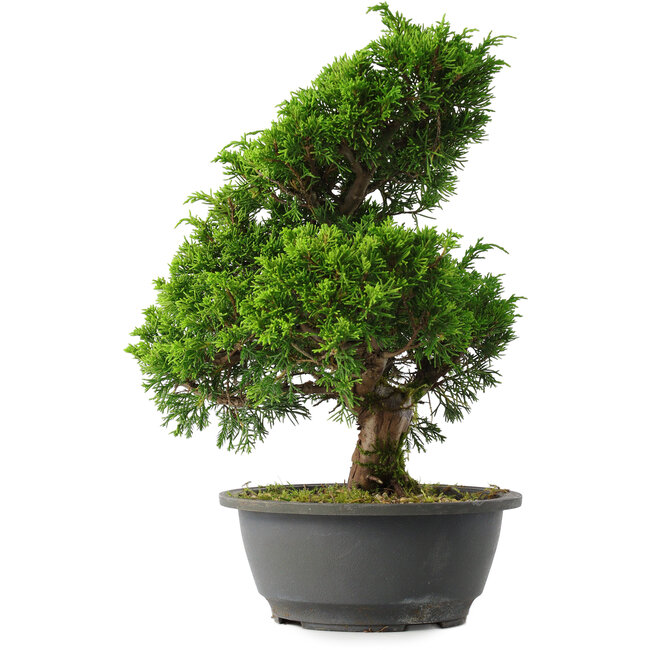 Juniperus chinensis Itoigawa, 31,5 cm, ± 15 years old