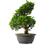 Juniperus chinensis Itoigawa, 31,5 cm, ± 15 jaar oud