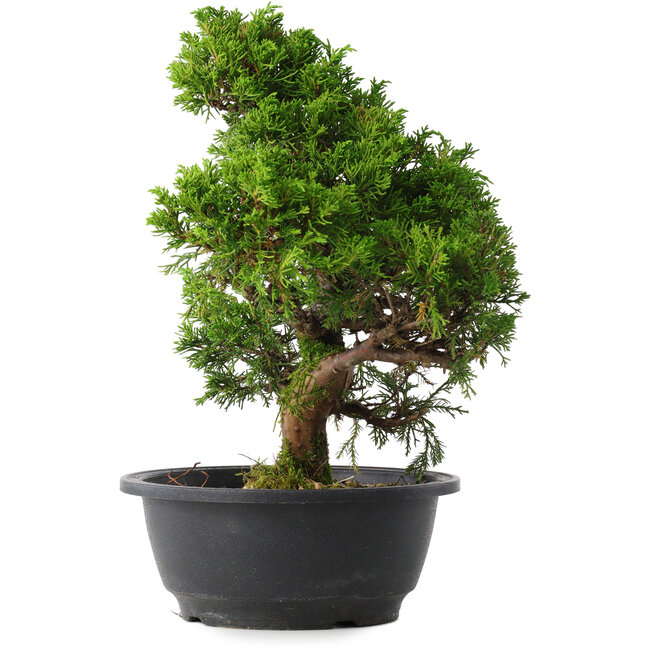 Juniperus chinensis Itoigawa, 30 cm, ± 15 jaar oud