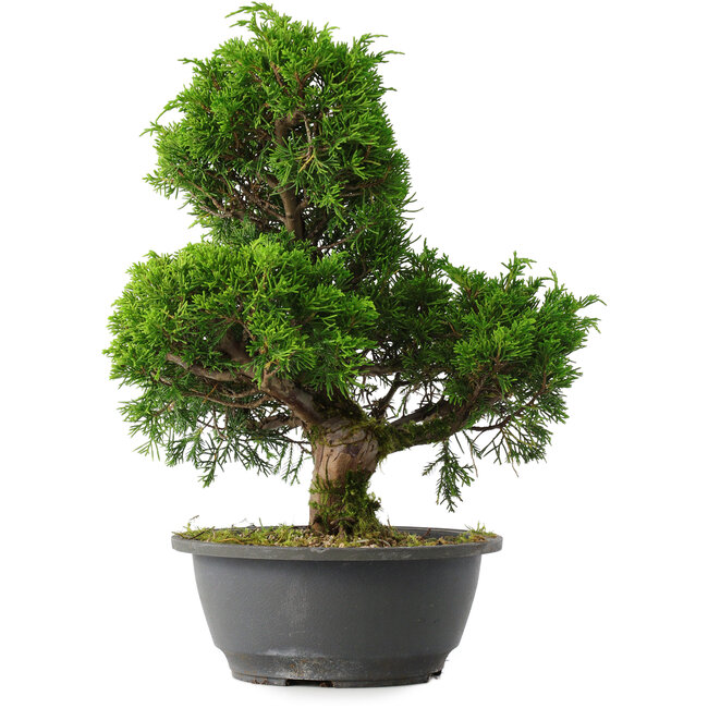 Juniperus chinensis Itoigawa, 31,5 cm, ± 15 ans