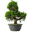 Juniperus chinensis Itoigawa, 31,5 cm, ± 15 jaar oud