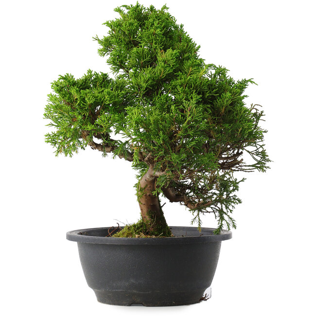 Juniperus chinensis Itoigawa, 30 cm, ± 15 anni