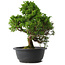 Juniperus chinensis Itoigawa, 30 cm, ± 15 jaar oud