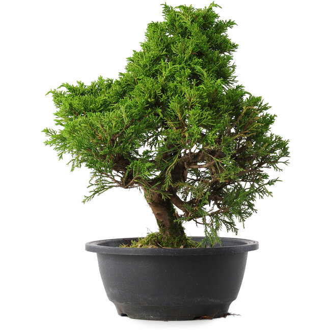 Juniperus chinensis Itoigawa, 30 cm, ± 15 Jahre alt