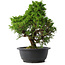 Juniperus chinensis Itoigawa, 30 cm, ± 15 jaar oud