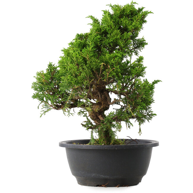 Juniperus chinensis Itoigawa, 30 cm, ± 15 anni