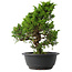 Juniperus chinensis Itoigawa, 30 cm, ± 15 jaar oud