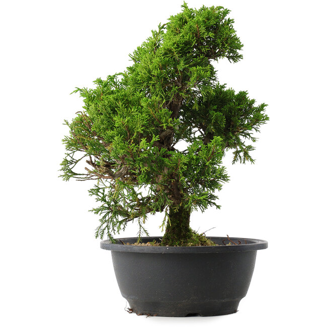 Juniperus chinensis Itoigawa, 30 cm, ± 15 anni