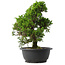 Juniperus chinensis Itoigawa, 30 cm, ± 15 jaar oud