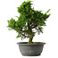 Juniperus chinensis Itoigawa, 30 cm, ± 15 jaar oud