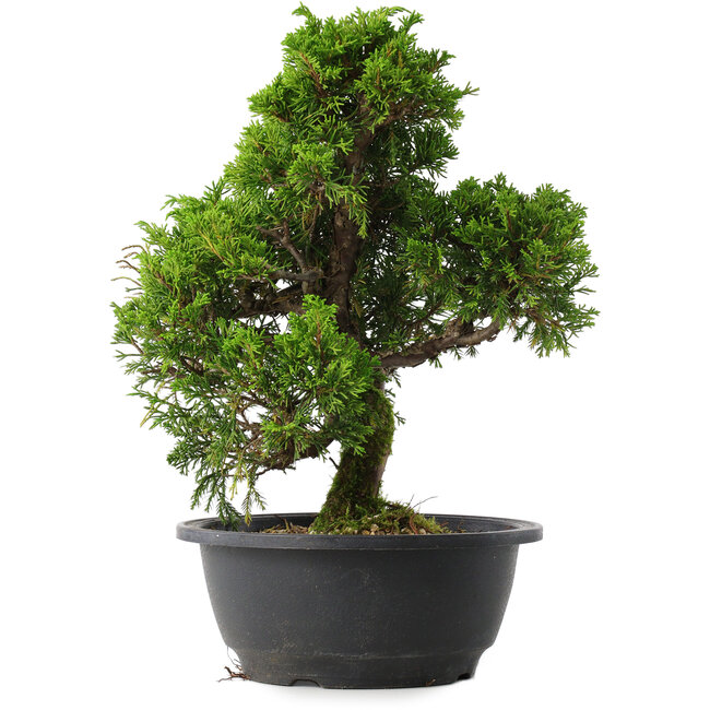 Juniperus chinensis Itoigawa, 30 cm, ± 15 anni