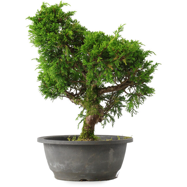 Juniperus chinensis Itoigawa, 30 cm, ± 15 ans