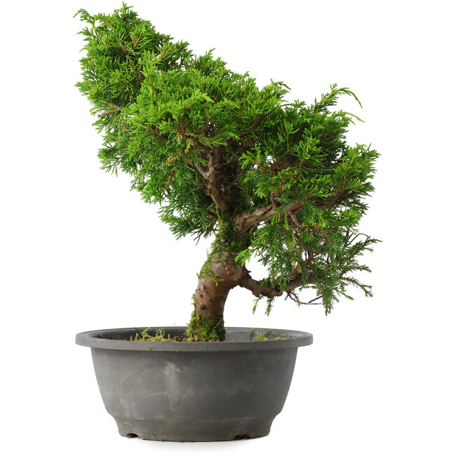 Juniperus chinensis Itoigawa, 30 cm, ± 15 jaar oud