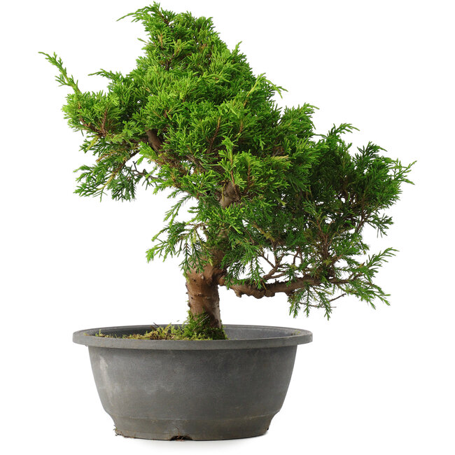 Juniperus chinensis Itoigawa, 30 cm, ± 15 anni