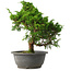 Juniperus chinensis Itoigawa, 30 cm, ± 15 jaar oud