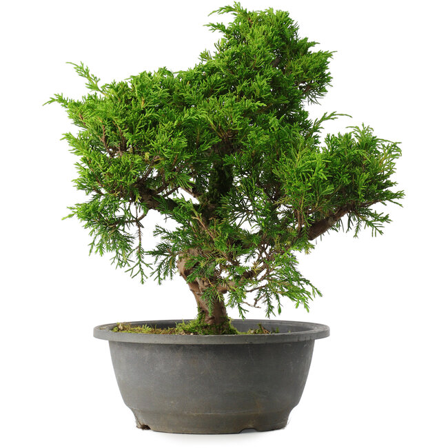 Juniperus chinensis Itoigawa, 30 cm, ± 15 Jahre alt