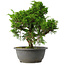 Juniperus chinensis Itoigawa, 30 cm, ± 15 jaar oud