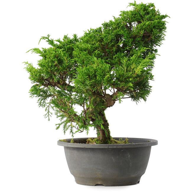 Juniperus chinensis Itoigawa, 30 cm, ± 15 years old