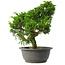 Juniperus chinensis Itoigawa, 30 cm, ± 15 jaar oud