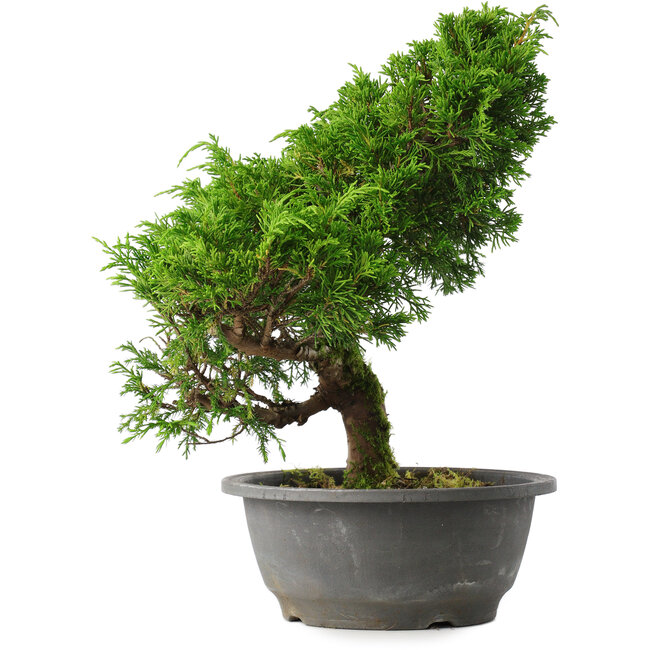 Juniperus chinensis Itoigawa, 30 cm, ± 15 jaar oud