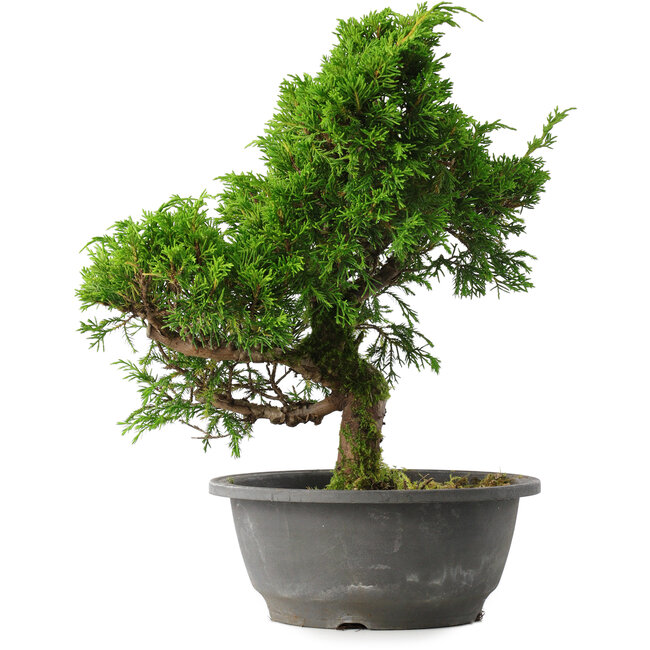 Juniperus chinensis Itoigawa, 30 cm, ± 15 jaar oud