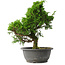 Juniperus chinensis Itoigawa, 30 cm, ± 15 jaar oud