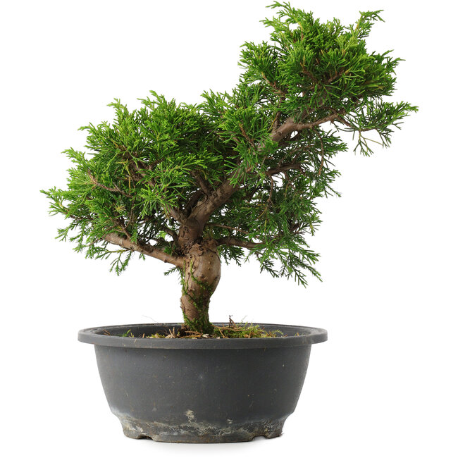 Juniperus chinensis Itoigawa, 27 cm, ± 15 jaar oud