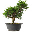 Juniperus chinensis Itoigawa, 27 cm, ± 15 jaar oud
