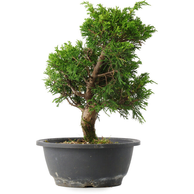 Juniperus chinensis Itoigawa, 27 cm, ± 15 anni