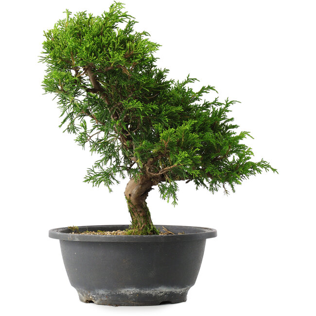 Juniperus chinensis Itoigawa, 27 cm, ± 15 ans