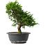 Juniperus chinensis Itoigawa, 27 cm, ± 15 jaar oud