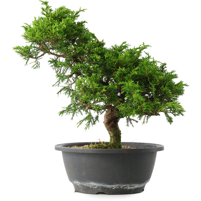 Juniperus chinensis Itoigawa, 27 cm, ± 15 jaar oud